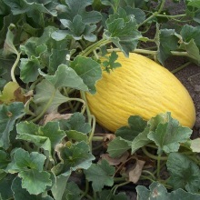 Диня звичайна (Cucumis melo)