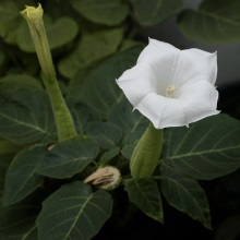 Дурман індіанський (Datura inoxia)