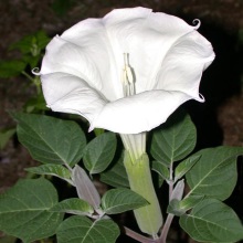 Дурман індіанський (Datura inoxia)