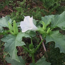 Дурман звичайний (Datura stramonium)