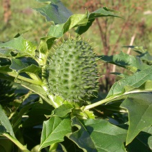 Дурман звичайний (Datura stramonium)