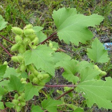 Дурнишник звичайний (Xanthium strumarium)