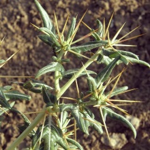 Дурнишник колючий (Xanthium spinosum)