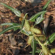 Дурнишник колючий (Xanthium spinosum)