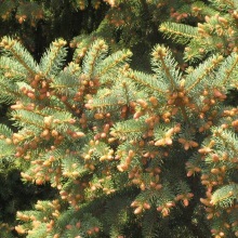 Ялина звичайна (Picea abies)