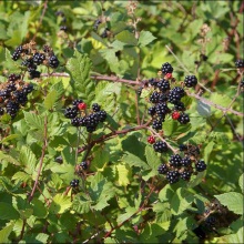 Ожина кримська або таврійська (Rubus tauricus)