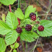 Ожина неська (Rubus nessensis)