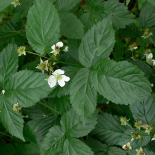 Ожина неська (Rubus nessensis)