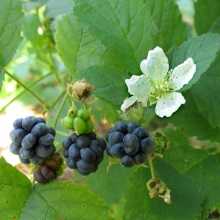 Ожина сиза (Rubus fruticosus)