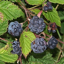 Ожина сиза (Rubus fruticosus)