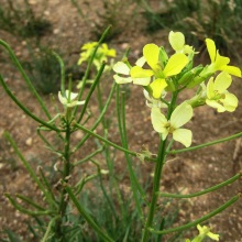Жовтяник жовтий (Erysimum flavum)