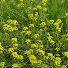 Жовтяник жовтий (Erysimum flavum)