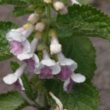 Кадило сарматське (Melittis sarmatica)