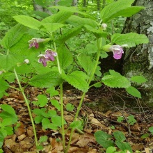 Кадило сарматське (Melittis sarmatica)