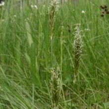 Колосок запашний (Anthoxanthum odoratum)