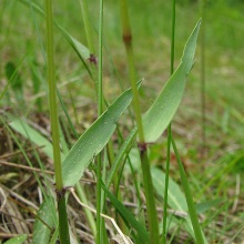 Колосок запашний (Anthoxanthum odoratum)