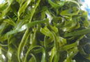 Морська капуста для лікування хвороб