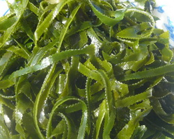 Морська капуста для лікування хвороб