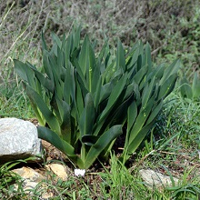Морська цибуля (Drimia maritima; Urginea maritima)