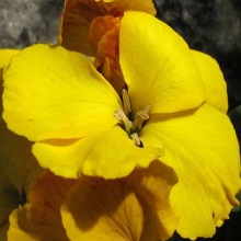 Жовтяник лівкойний (Erysimum cheiranthoides)