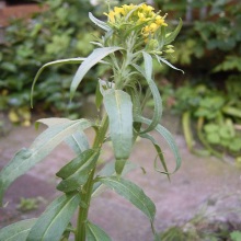 Жовтяник лівкойний (Erysimum cheiranthoides)