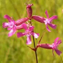 Смолка липка (Lychnis viscaria; Viscaria vulgaris)