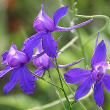 Консоліда чудова чи королівська (Consolida regalis; Delphinium consolida)