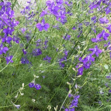 Консоліда чудова чи королівська (Consolida regalis; Delphinium consolida)