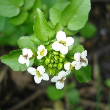 Жеруха лікарська (Nasturtium officinale)