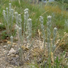 Жабник польовий (Filago arvensis)