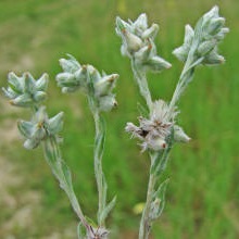 Жабник польовий (Filago arvensis)