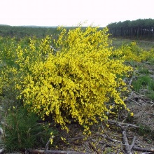 Жарновець волотистий (Sarothamnus scoparius)