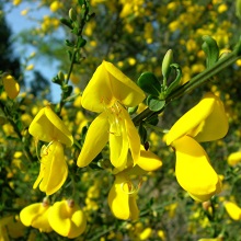 Жарновець волотистий (Sarothamnus scoparius)
