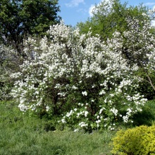 Жасмин чагарниковий (Jasminum fruticans)