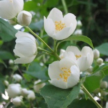Жасмин чагарниковий (Jasminum fruticans)