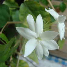 Жасмин кімнатний (Jasminum)
