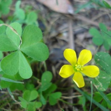 Жовта кислиця ріжкова (Xantoxalis corniculata; Oxalis corniculata)