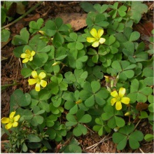 Жовта кислиця ріжкова (Xantoxalis corniculata; Oxalis corniculata)