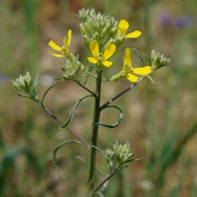 Жовтяник розлогий або сірий (Erysimum diffusum)