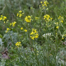 Жовтяник розлогий або сірий (Erysimum diffusum)