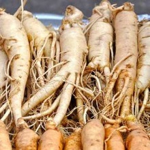 Женьшень звичайний (Panax ginseng)