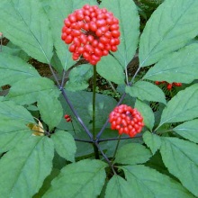 Женьшень звичайний (Panax ginseng)