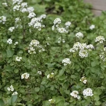 Жеруха лікарська (Nasturtium officinale)