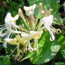 Жимолість запашна або капріфоль (Lonicera caprifolium)