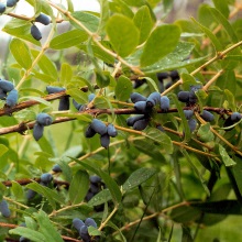 Жимолість їстівна (Lonicera edulis)