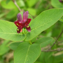 Жимолість Шаміссо (Lonicera chamissoi)