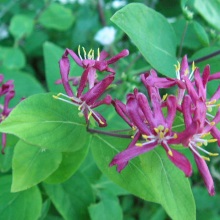 Жимолість татарська (Lonicera tatarica)