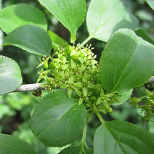 Жостер проносний (Rhamnus cathartica)