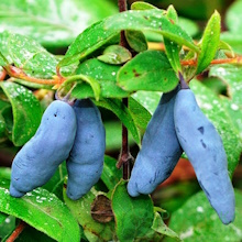 Жимолість їстівна (Lonicera edulis)