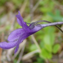Жирянка звичайна (Pinguicula vulgaris)